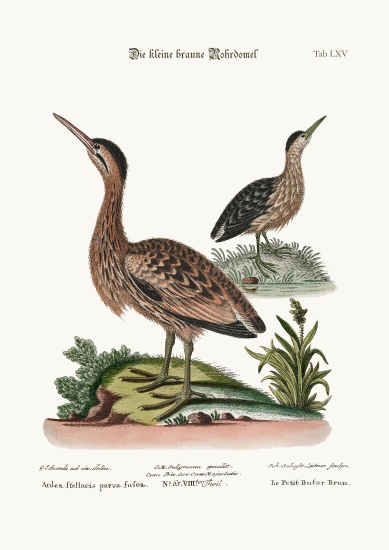 The Little Brown Bittern de George Edwards