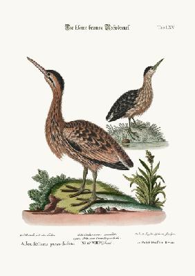 The Little Brown Bittern