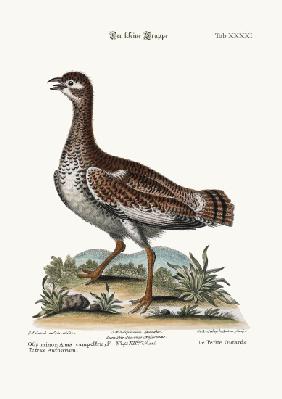 The Little Bustard