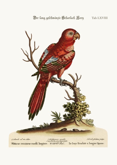 The Long-tailed Scarlet Lory de George Edwards