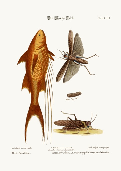 The Mango-Fish. The Great Brown Locust de George Edwards