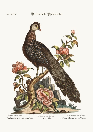 The Peacock Pheasant from China de George Edwards