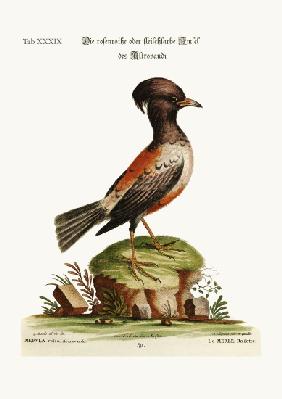 The rose or carnation-coloured Ouzel of Aldrovandi