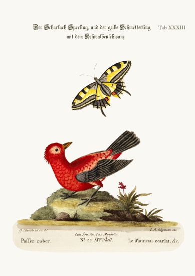 The Scarlet Sparrow and the Yellow Swallow-tailed Butterfly de George Edwards