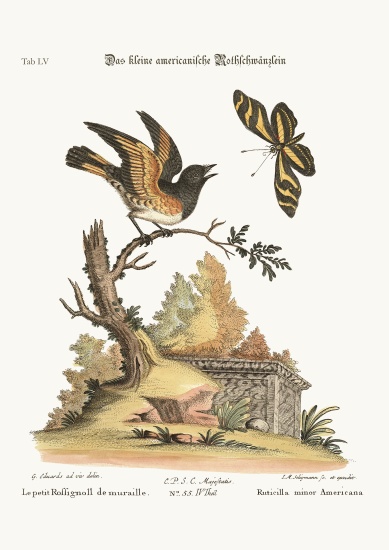 The small American Redstart de George Edwards