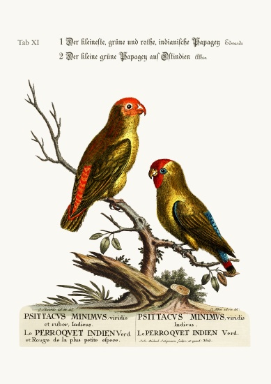 The smallest Green and Red Indian Paroquet. The small Green Parrot of East India de George Edwards