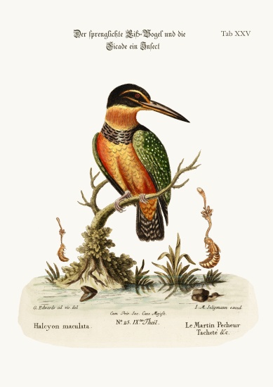 The Spotted Kingfisher de George Edwards