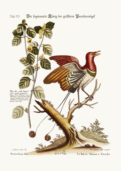 The supposed King of the greater Birds of Paradise de George Edwards
