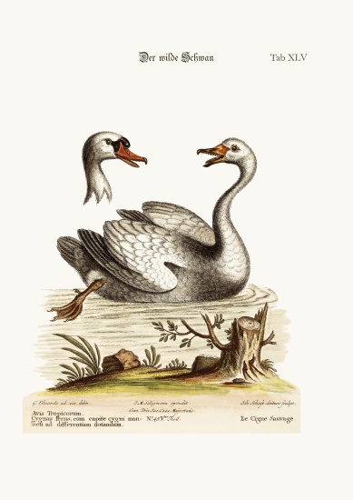 The Wild Swan de George Edwards