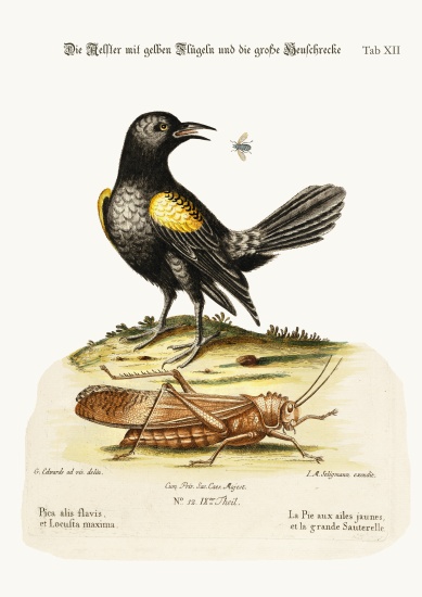 The Yellow-winged Pye, and Greatest Locust de George Edwards