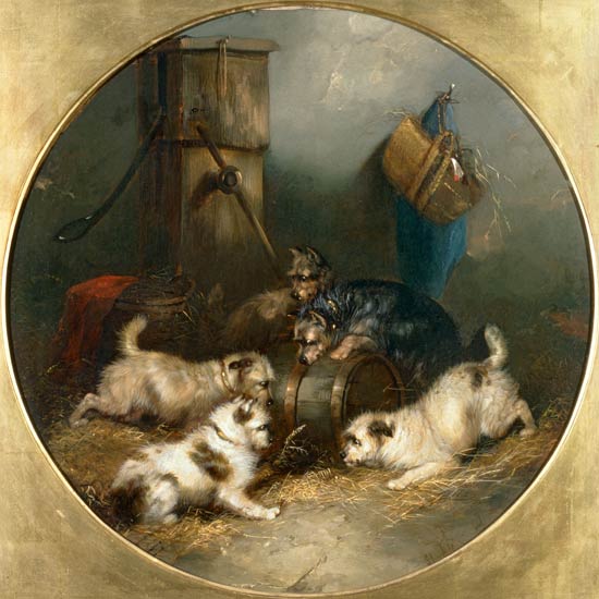 Terriers Ratting in a Barn de George Armfield