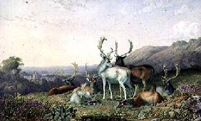 Deer in a Landscape