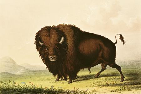 A Bison, c.1832