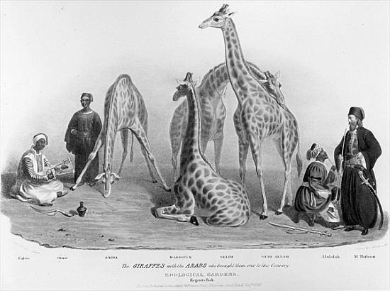 The Giraffes with the Arabs who brought them over to this country, Zoological Gardens, Regent''s Par de George the Elder Scharf