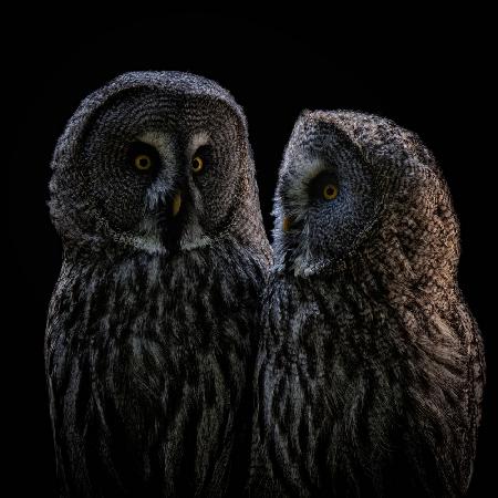 Two Owls