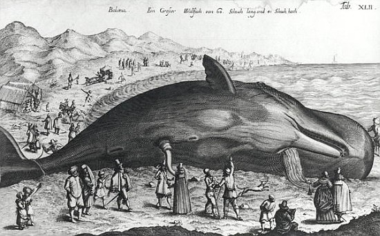 Dead whale de German School