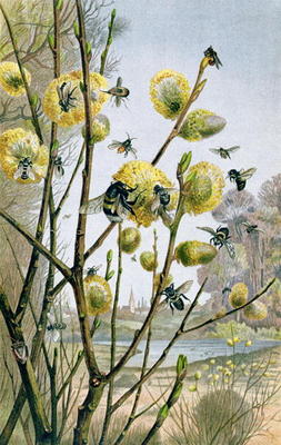 Spring in the Insect World, plate from Brehms Tierleben: Allgemeine Kunde des Tierreichs, vol.9, p.2 de German School, (19th century)