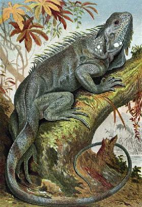 Iguana, plate from Brehms Tierleben> Allgemeine Kunde des Tierreichs, vol.7, p.88, published by Bibl