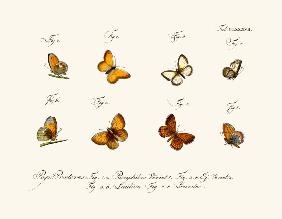 Butterflies