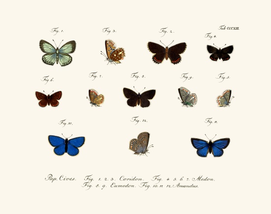 Butterflies de German School, (18th century)