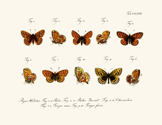 Butterflies de German School, (18th century)