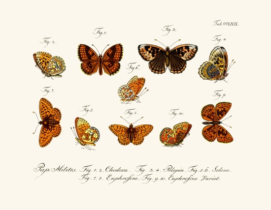 Butterflies de German School, (18th century)