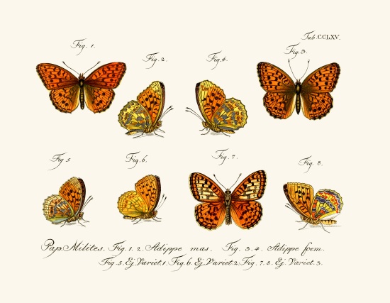 Butterflies de German School, (18th century)