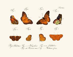 Butterflies