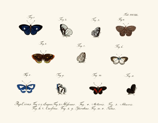 Butterflies de German School, (18th century)