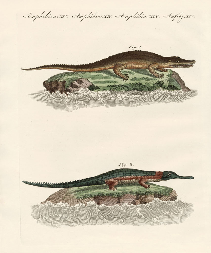 Kinds of crocodiles de German School, (19th century)