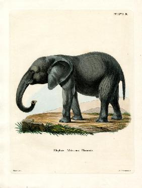 African Elephant