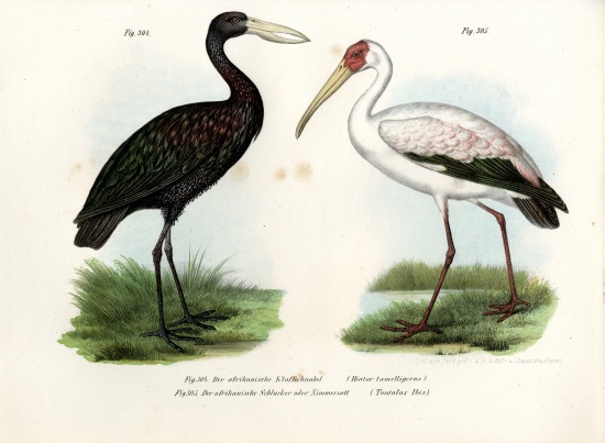 African Openbill Stork de German School, (19th century)