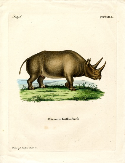 African Rhinoceros de German School, (19th century)