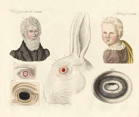 Albinos de German School, (19th century)