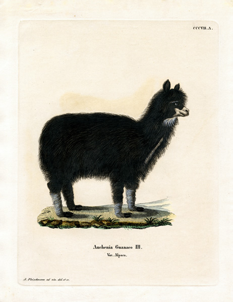 Alpaca de German School, (19th century)