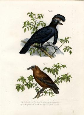 Amazonian Umbrellabird