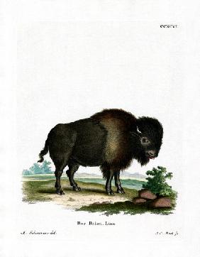 American Bison