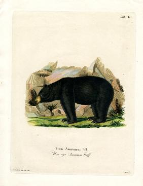 American Black Bear