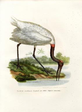 American Wood Ibis