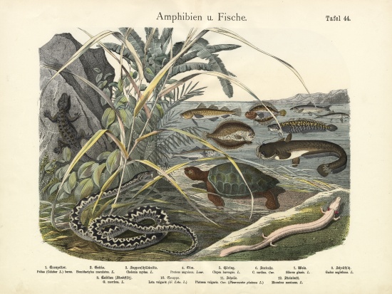 Amphibians and Fishes, c.1860 de German School, (19th century)