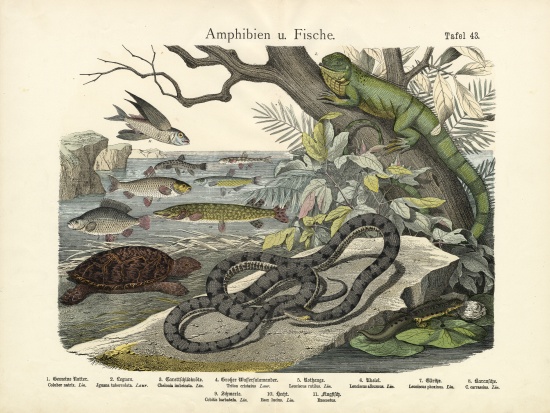 Amphibians and Fishes, c.1860 de German School, (19th century)