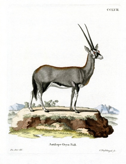 Arabian Oryx de German School, (19th century)