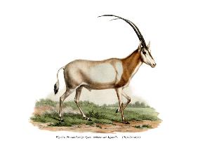 Arabian Oryx