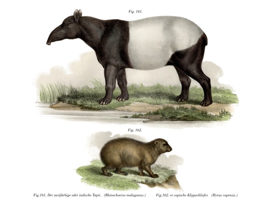 Asian Tapir de German School, (19th century)