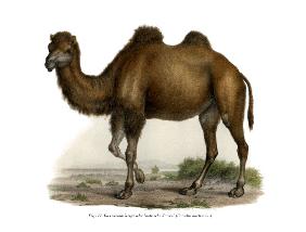 Bactrian Camel