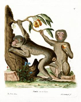 Barbary Ape