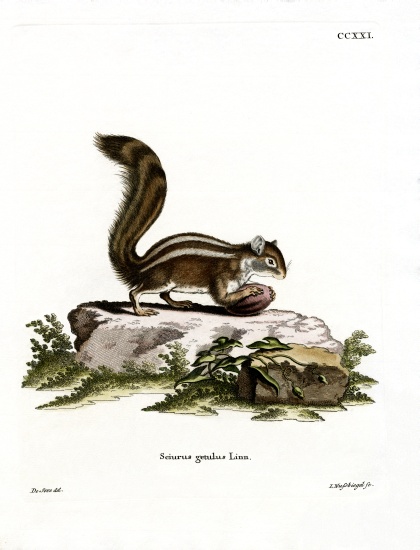 Barbary Ground Squirrel de German School, (19th century)