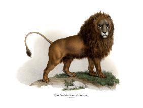 Barbary Lion