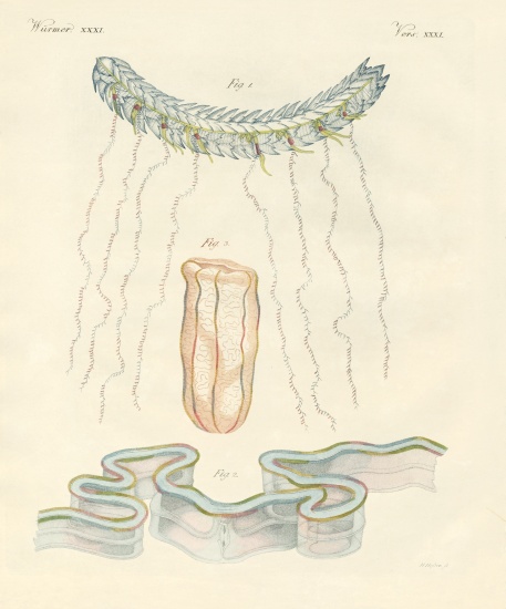 Beautiful comb jellies de German School, (19th century)