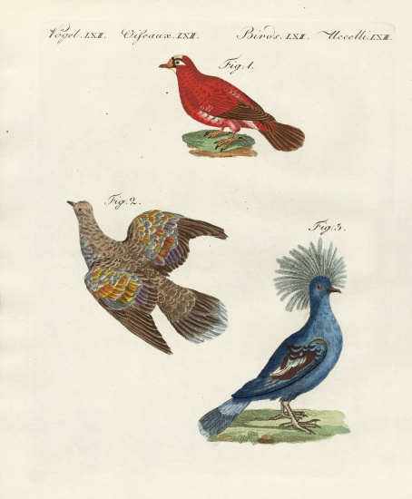 Beautiful, foreign pigeons de German School, (19th century)